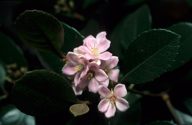 Rhaphiolepis x delacourii