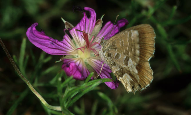 Geranium incanum (Carpet geranium)