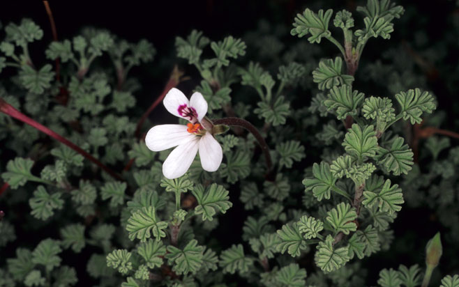 Pelargonium abrotanifolium
