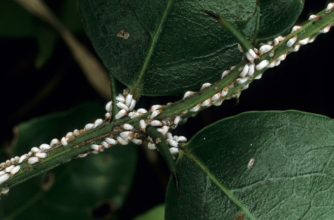 Scutia myrtina (Cat-thorn)