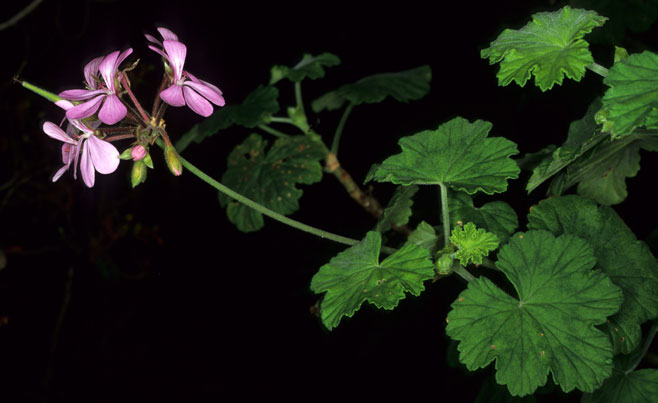 Pelargonium zonale