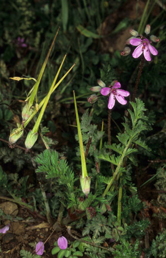 Erodium cicutarium (Common storksbill)
