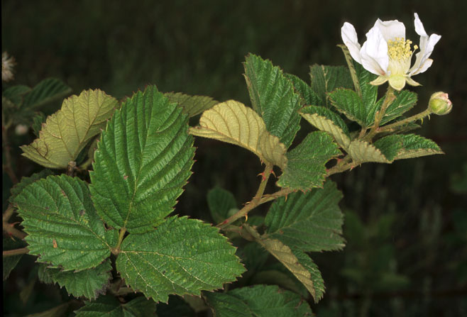 Rubus rigidus 