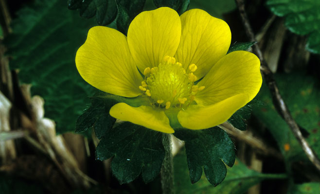 Duchesnea indica (Indian strawberry)