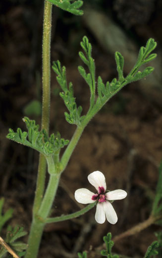 Pelargonium senecioides 