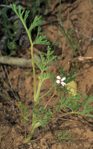 Pelargonium senecioides 