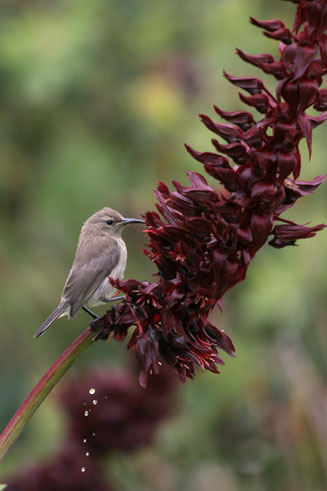 Melianthus major (Honey flower)