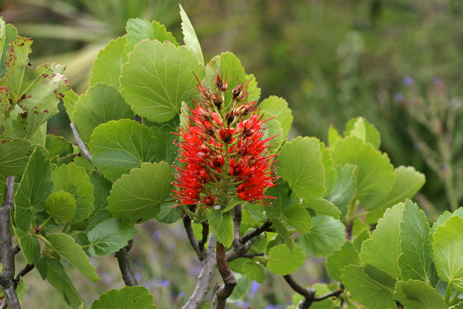 Greyia sutherlandii