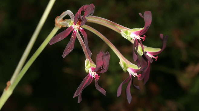 Pelargonium sidoides