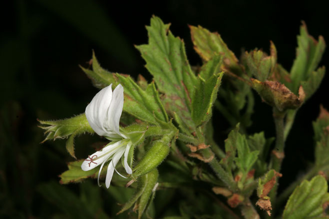 Pelargonium citronellum
