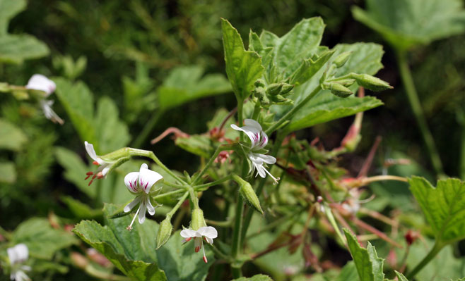 Pelargonium tragacanthoides 