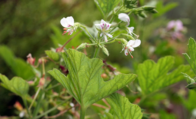 Pelargonium tragacanthoides 