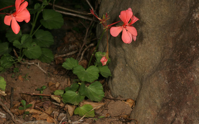Pelargonium salmoneum 