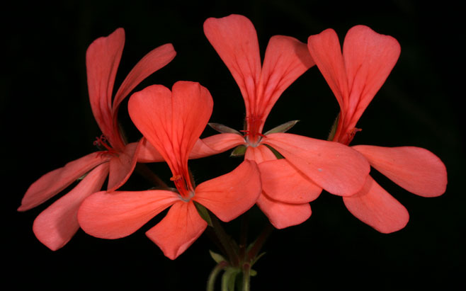 Pelargonium salmoneum 