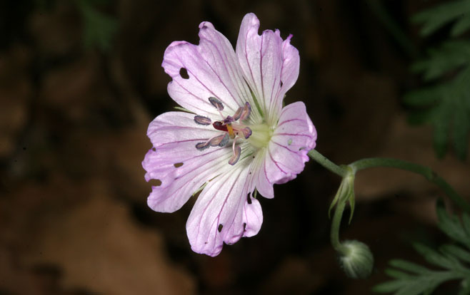 Geranium multisectum