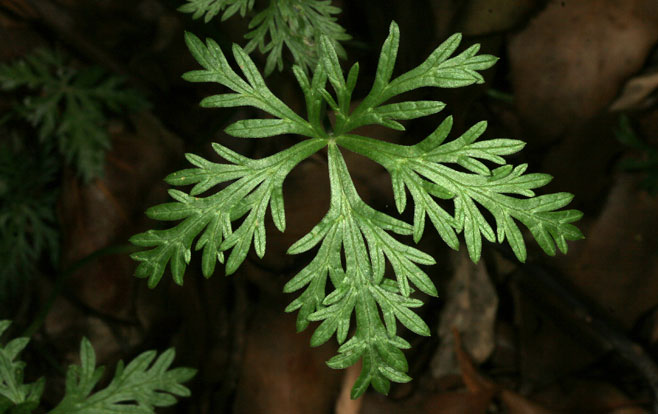 Geranium multisectum