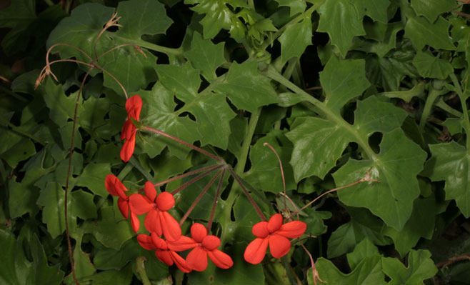 Pelargonium tongaense 