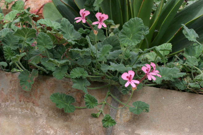 Pelargonium alpinum