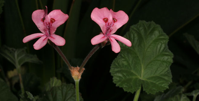 Pelargonium alpinum