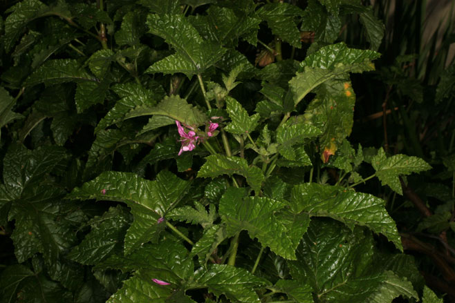 Pelargonium glutinosum 
