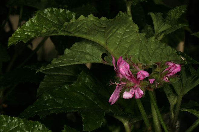 Pelargonium glutinosum 