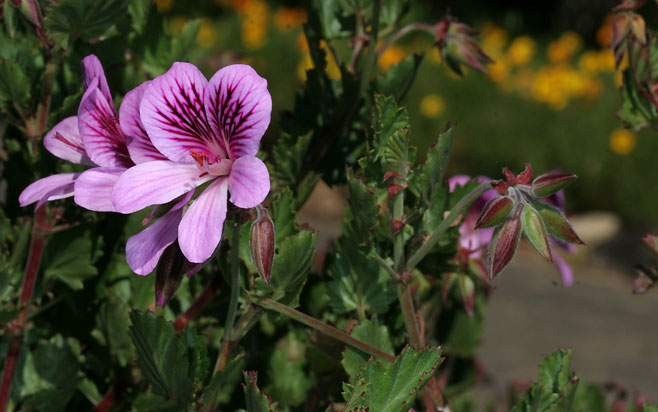 Pelargonium betulinum
