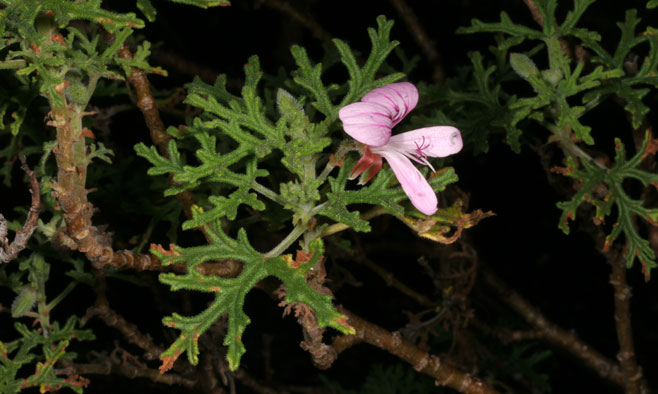 Pelargonium radens  