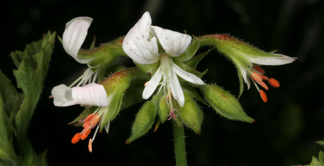 Pelargonium album   