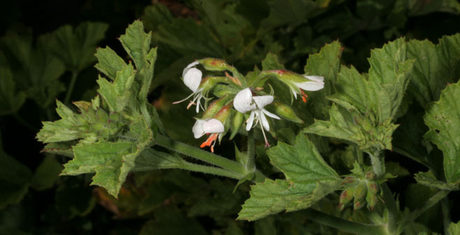 Pelargonium album   