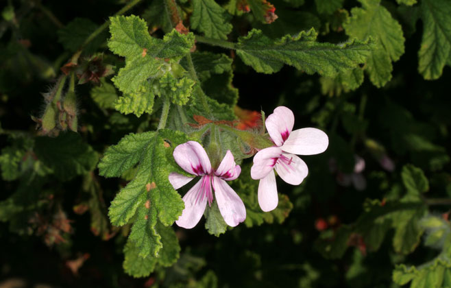 Pelargonium panduriforme  