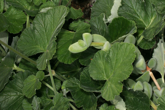 Pelargonium echinatum