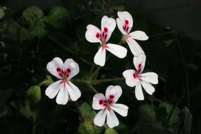 Pelargonium echinatum