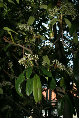 Photinia serratifolia (Chinese hawthorn)
