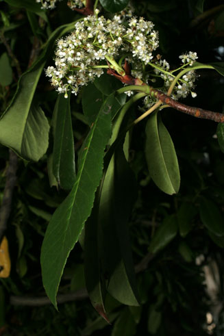 Photinia serratifolia (Chinese hawthorn)