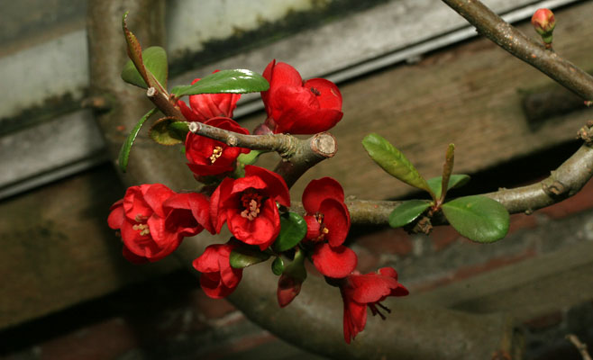 Chaenomeles japonica (Japonica)