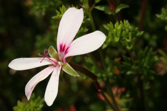 Pelargonium fruticosum 