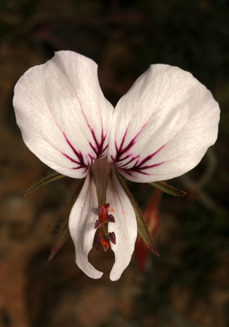 Pelargonium myrrhifolium 