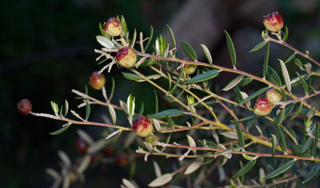 Phylica paniculata 
