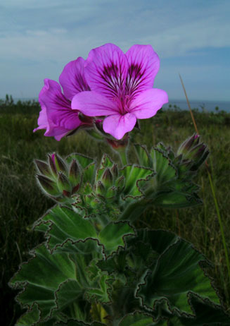 Pelargonium cucullatum 