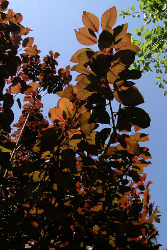 Prunus cerasifera (Cherry plum, Mirabelle, Myrobalan)