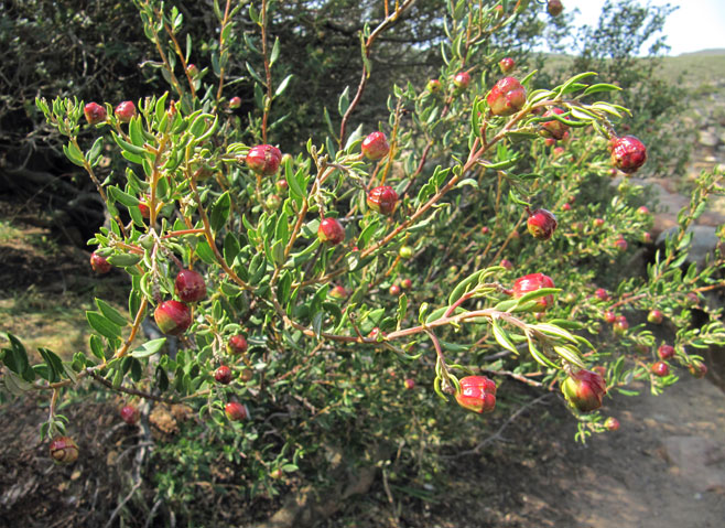 Phylica paniculata 