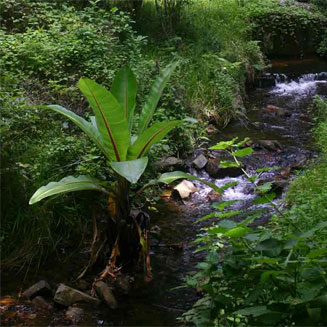 Ensete ventricosum (Wild banana)