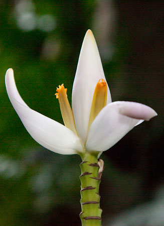 Musa ornata