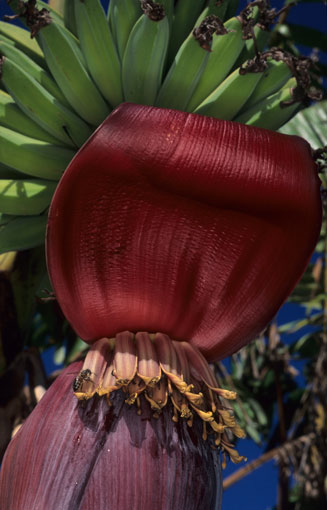 Musa acuminata (Banana, Plantain)