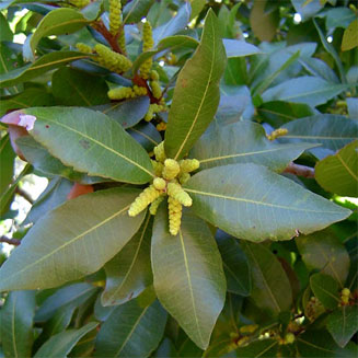 Morella pilulifera (Broad-leaved waxberry)