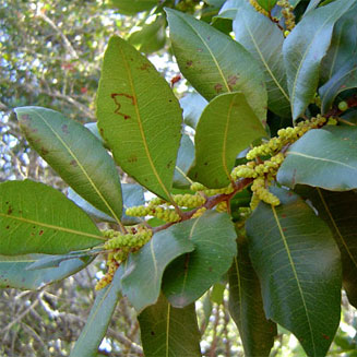 Morella pilulifera (Broad-leaved waxberry)