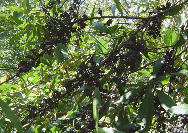 Morella serrata (Lance-leaved waxberry)