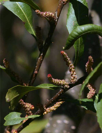 Morella serrata (Lance-leaved waxberry)