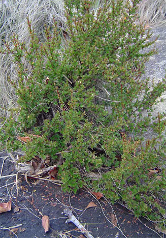 Myrothamnus flabellifolius