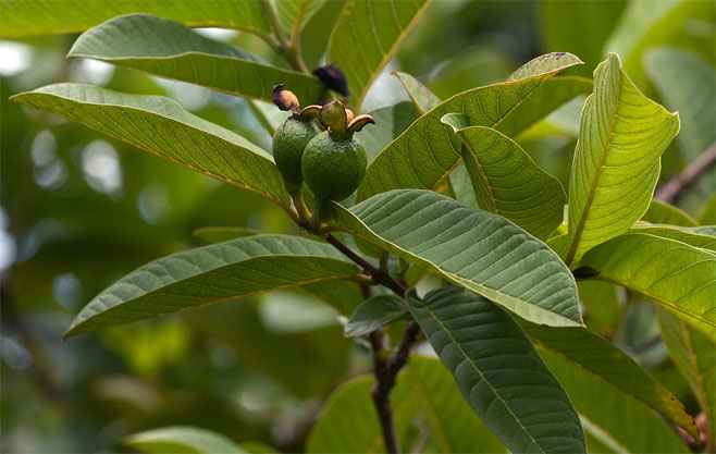 Psidium guajava (Guava)